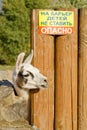 Belarus, Minsk - Juli 2017 - wild animals in captivity - llama in the zoo