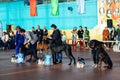 Belarus, Minsk - 14 october, 2023: Dogs at the Dog Show