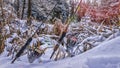 Belarus. Minsk region. Berezina river. December 23.2017 Fishing gear on a winter, snow-covered river. Fishing rods GLoomis and