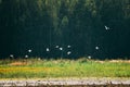 Belarus. Wild Birds Great Egrets Or Ardea Alba Flying Above Swam Royalty Free Stock Photo