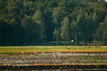 Belarus. Wild Birds Great Egrets Or Ardea Alba Nest In Swamp On Royalty Free Stock Photo