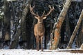 Belarus. Winter Wildlife Landscape With Noble Deer Cervus elaphus. Deer With Large Branched Horns On The Background Of Snow-Cove