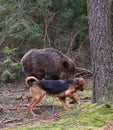 Hunting dog