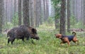 Hunting with hound on wildboar