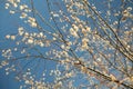 Belated autumn fluffy downy catkins