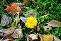 Belated blooming. Yellow blooming dandelion on the background of fallen autumn leaves.