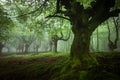 Belaustegi beech forest, Gorbea Natural Park, Vizcaya, Spain Royalty Free Stock Photo