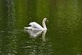 Belay swan swimming in the morning river