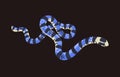 Belcher sea snake. Malayan blue krait. Deadly exotic venomous serpent with striped scale. Dangerous wild poisonous