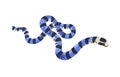 Belcher sea snake. Malayan blue krait. The most venomous serpent. Exotic poisonous reptile with striped scale. Dangerous