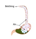 Belching. Air in the stomach. The structure of the esophagus and stomach. Infographics. Vector illustration