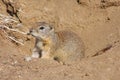 Belding's Ground Squirrel