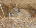 Belding's Ground Squirrel