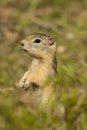 Belding's Groundsquirrel Royalty Free Stock Photo
