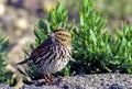 Belding`s Savanna Sparrow 49889