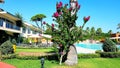 Hotel garden scene with pool, lounge chairs, palms and pine trees Royalty Free Stock Photo