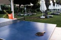 Belek, Turkey - October 2020: Nobody playing table tennis outside. Hotels surviving during quarantine. Racket on a blue table,