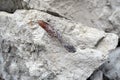 Belemnite fossil in chalk rock quarry.