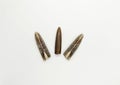 Belemnite fossil in cross section on white background