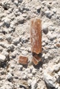 Belemnite. Royalty Free Stock Photo