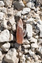 Belemnite. Royalty Free Stock Photo