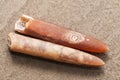 Belemnite. Royalty Free Stock Photo