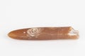 Belemnite. Royalty Free Stock Photo