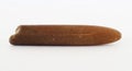 Belemnite fossilized mollusk on white background