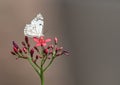 Belenois Aurota Butterfly on peregrina flower Royalty Free Stock Photo