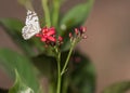 Belenois Aurota Butterfly on pink flower Royalty Free Stock Photo