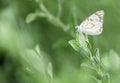 Belenois Aurota Butterfly resting on a plant Royalty Free Stock Photo