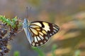 Belenois aurota , The pioneer white butterfly Royalty Free Stock Photo