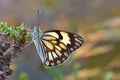 Belenois aurota , The pioneer white butterfly