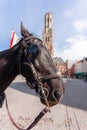 Belfort tower in Bruges at the Market Square with horses, Belgium. Royalty Free Stock Photo