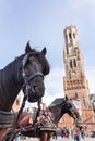 Belfort tower in Bruges at the Market Square with horses, Belgium. Royalty Free Stock Photo