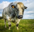 Belgian Blue Bull and Cow