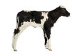 Belgian blue calf