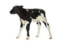 Belgian blue calf