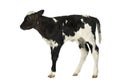 Belgian blue calf