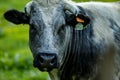 Belgian Blue cow, meat breed