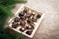 Belgian chocolate pralines with Christmas tree Royalty Free Stock Photo