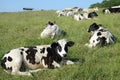 Belgian cows grazing in Belgium Ardennes countriside Royalty Free Stock Photo