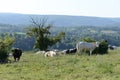 Belgian cows grazing in Belgium Ardennes countriside Royalty Free Stock Photo