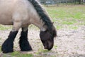 Belgian Draft Horse Royalty Free Stock Photo