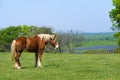 Belgian Draft Horse on green Texas spring pasture