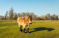 Belgian draft horse and its shadow on a sunny day in wintertime Royalty Free Stock Photo