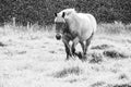 Belgian draft horse in a meadow Royalty Free Stock Photo