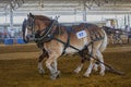 Belgian Draft Horse Pair Warming Up At A Horse Pull State Fair Competition