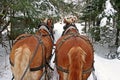 Belgian Draft Horses and sleigh in winter snow