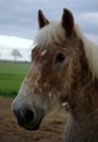 Belgian draught-horse Royalty Free Stock Photo